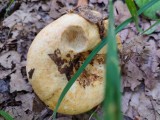 Aitriakvapis piengrybis (lot. Lactarius acerrimus, angl. Charred Knight, vok. Bitterer Eichen-Ritterling)