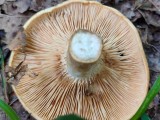 Aitriakvapis piengrybis (lot. Lactarius acerrimus, angl. Charred Knight, vok. Bitterer Eichen-Ritterling)