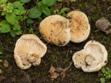 Aitriakvapis piengrybis (lot. Lactarius acerrimus, angl. Charred Knight, vok. Bitterer Eichen-Ritterling)