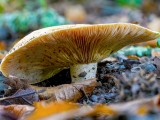 Aitriakvapis piengrybis (lot. Lactarius acerrimus, angl. Charred Knight, vok. Bitterer Eichen-Ritterling)