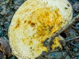 Aitriakvapis piengrybis (lot. Lactarius acerrimus, angl. Charred Knight, vok. Bitterer Eichen-Ritterling)