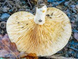 Aitriakvapis piengrybis (lot. Lactarius acerrimus, angl. Charred Knight, vok. Bitterer Eichen-Ritterling)