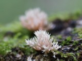 Atskiroji lentarija (lot. Lentaria byssiseda, angl. Golden Coral Fungus, vok. Goldgelbe Koralle)