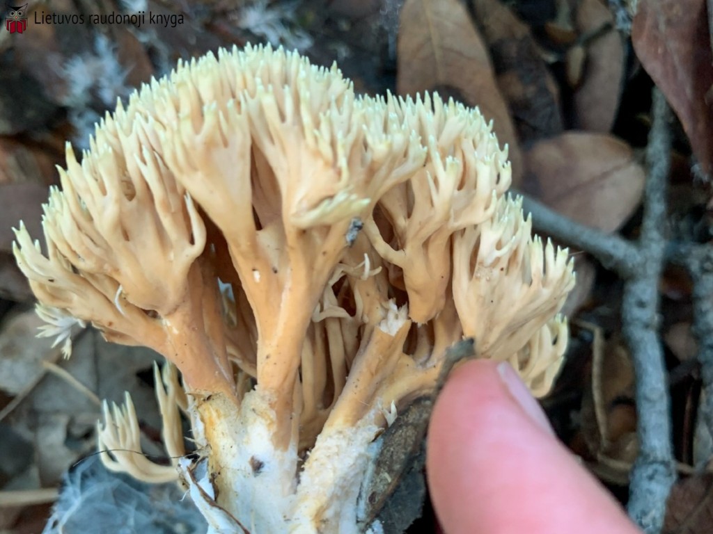Atskiroji lentarija (lot. Lentaria byssiseda, angl. Golden Coral Fungus, vok. Goldgelbe Koralle)