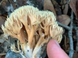 Atskiroji lentarija (lot. Lentaria byssiseda, angl. Golden Coral Fungus, vok. Goldgelbe Koralle)