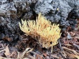 Atskiroji lentarija (lot. Lentaria byssiseda, angl. Golden Coral Fungus, vok. Goldgelbe Koralle)