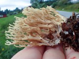 Atskiroji lentarija (lot. Lentaria byssiseda, angl. Golden Coral Fungus, vok. Goldgelbe Koralle)