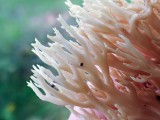 Atskiroji lentarija (lot. Lentaria byssiseda, angl. Golden Coral Fungus, vok. Goldgelbe Koralle)