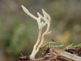 Atskiroji lentarija (lot. Lentaria byssiseda, angl. Golden Coral Fungus, vok. Goldgelbe Koralle)