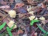Atskiroji lentarija (lot. Lentaria byssiseda, angl. Golden Coral Fungus, vok. Goldgelbe Koralle)