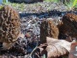 Auk&scaron;tasis briedžiukas (lot. Morchella elata)