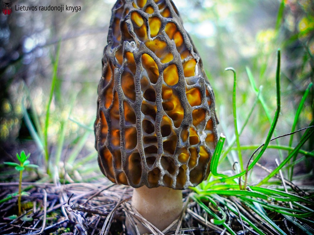 Aukštasis briedžiukas (lot. Morchella elata)