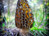 Auk&scaron;tasis briedžiukas (lot. Morchella elata)
