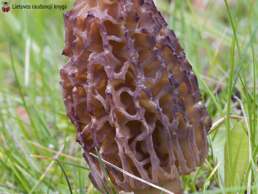 Aukštasis briedžiukas (lot. Morchella elata)