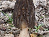 Auk&scaron;tasis briedžiukas (lot. Morchella elata)
