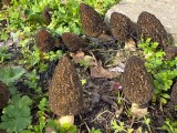 Auk&scaron;tasis briedžiukas (lot. Morchella elata)