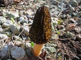 Auk&scaron;tasis briedžiukas (lot. Morchella elata)