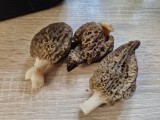 Auk&scaron;tasis briedžiukas (lot. Morchella elata)
