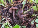 Juosvoji guotenė (lot. Neohygrocybe ovina, angl. Beefsteak Fungus, Beefsteak Polypore, Poor Man's Steak, Ox Tongue, Tongue Mushroom, vok. Ochsenzunge, Leberreischling)