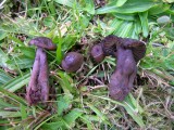 Juosvoji guotenė (lot. Neohygrocybe ovina, angl. Beefsteak Fungus, Beefsteak Polypore, Poor Man's Steak, Ox Tongue, Tongue Mushroom, vok. Ochsenzunge, Leberreischling)