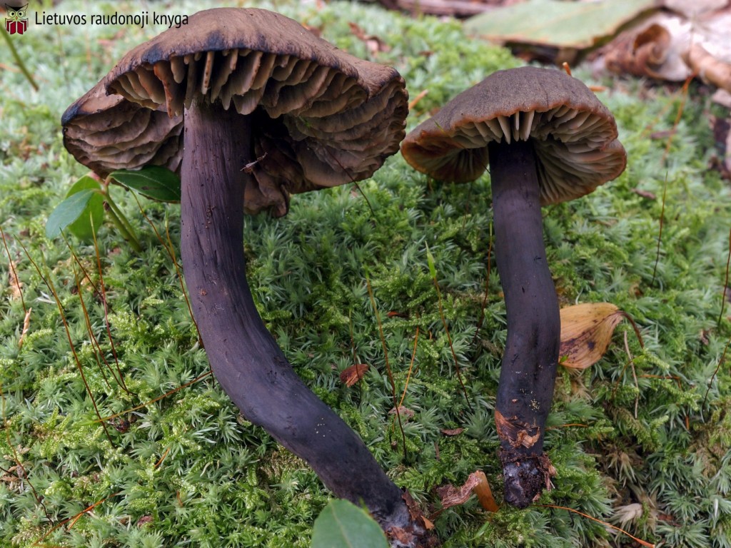 Juosvoji guotenė (lot. Neohygrocybe ovina, angl. Beefsteak Fungus, Beefsteak Polypore, Poor Man's Steak, Ox Tongue, Tongue Mushroom, vok. Ochsenzunge, Leberreischling)