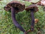 Juosvoji guotenė (lot. Neohygrocybe ovina, angl. Beefsteak Fungus, Beefsteak Polypore, Poor Man's Steak, Ox Tongue, Tongue Mushroom, vok. Ochsenzunge, Leberreischling)