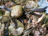 Juosvoji guotenė (lot. Neohygrocybe ovina, angl. Beefsteak Fungus, Beefsteak Polypore, Poor Man's Steak, Ox Tongue, Tongue Mushroom, vok. Ochsenzunge, Leberreischling)