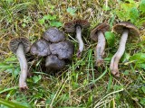 Juosvoji guotenė (lot. Neohygrocybe ovina, angl. Beefsteak Fungus, Beefsteak Polypore, Poor Man's Steak, Ox Tongue, Tongue Mushroom, vok. Ochsenzunge, Leberreischling)