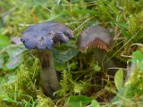 Juosvoji guotenė (lot. Neohygrocybe ovina, angl. Beefsteak Fungus, Beefsteak Polypore, Poor Man's Steak, Ox Tongue, Tongue Mushroom, vok. Ochsenzunge, Leberreischling)