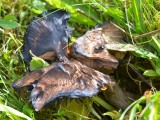 Juosvoji guotenė (lot. Neohygrocybe ovina, angl. Beefsteak Fungus, Beefsteak Polypore, Poor Man's Steak, Ox Tongue, Tongue Mushroom, vok. Ochsenzunge, Leberreischling)