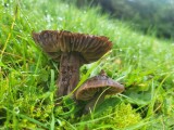 Juosvoji guotenė (lot. Neohygrocybe ovina, angl. Beefsteak Fungus, Beefsteak Polypore, Poor Man's Steak, Ox Tongue, Tongue Mushroom, vok. Ochsenzunge, Leberreischling)
