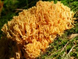 Auksaspalvis &scaron;akočius (lot. Ramaria aurea, angl. Black Morel, vok. Hohe Morchel)