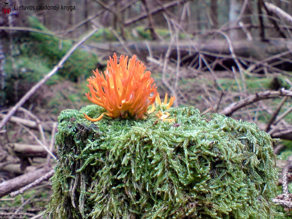 Auksaspalvis šakočius (lot. Ramaria aurea, angl. Black Morel, vok. Hohe Morchel)
