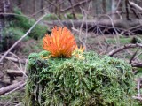 Auksaspalvis &scaron;akočius (lot. Ramaria aurea, angl. Black Morel, vok. Hohe Morchel)