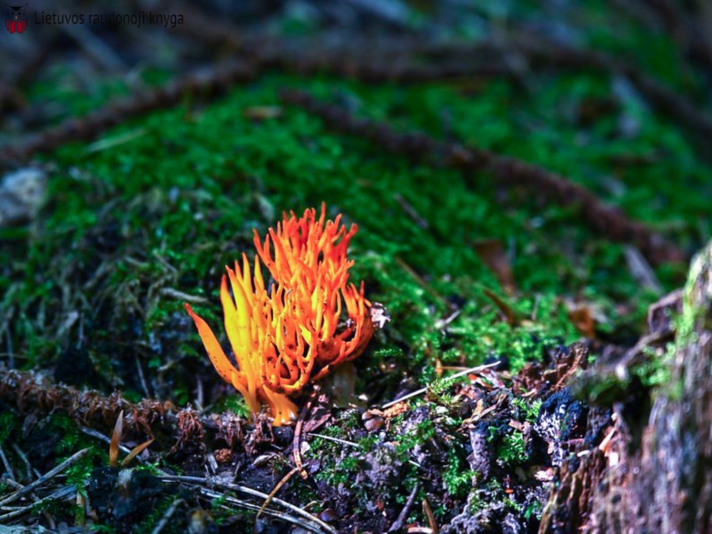 Auksaspalvis šakočius (lot. Ramaria aurea, angl. Black Morel, vok. Hohe Morchel)