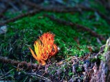 Auksaspalvis &scaron;akočius (lot. Ramaria aurea, angl. Black Morel, vok. Hohe Morchel)