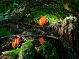 Auksaspalvis &scaron;akočius (lot. Ramaria aurea, angl. Black Morel, vok. Hohe Morchel)