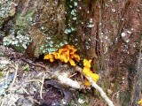 Auksaspalvis &scaron;akočius (lot. Ramaria aurea, angl. Black Morel, vok. Hohe Morchel)