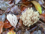 Auksaspalvis &scaron;akočius (lot. Ramaria aurea, angl. Black Morel, vok. Hohe Morchel)