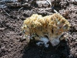 Auksaspalvis &scaron;akočius (lot. Ramaria aurea, angl. Black Morel, vok. Hohe Morchel)