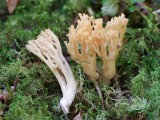 Auksaspalvis &scaron;akočius (lot. Ramaria aurea, angl. Black Morel, vok. Hohe Morchel)