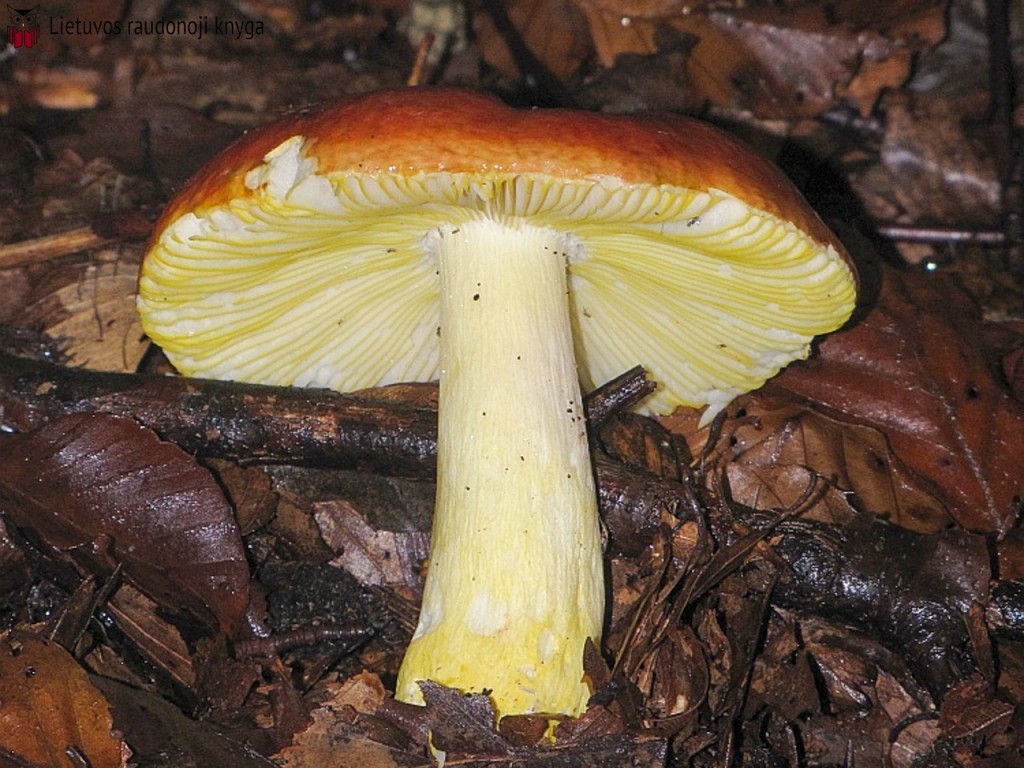 Auksaviršė ūmėdė (lot. Russula aurea, angl. Blushing Waxcap, vok. Rötender Saftling)