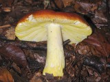 Auksavir&scaron;ė ūmėdė (lot. Russula aurea, angl. Blushing Waxcap, vok. R&ouml;tender Saftling)