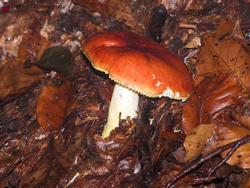 Auksaviršė ūmėdė (lot. Russula aurea, angl. Blushing Waxcap, vok. Rötender Saftling)