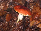 Auksavir&scaron;ė ūmėdė (lot. Russula aurea, angl. Blushing Waxcap, vok. R&ouml;tender Saftling)