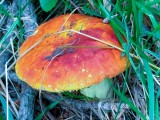 Auksavir&scaron;ė ūmėdė (lot. Russula aurea, angl. Blushing Waxcap, vok. R&ouml;tender Saftling)