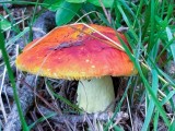 Auksavir&scaron;ė ūmėdė (lot. Russula aurea, angl. Blushing Waxcap, vok. R&ouml;tender Saftling)