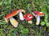 Auksavir&scaron;ė ūmėdė (lot. Russula aurea, angl. Blushing Waxcap, vok. R&ouml;tender Saftling)