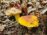 Auksavir&scaron;ė ūmėdė (lot. Russula aurea, angl. Blushing Waxcap, vok. R&ouml;tender Saftling)