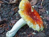 Auksavir&scaron;ė ūmėdė (lot. Russula aurea, angl. Blushing Waxcap, vok. R&ouml;tender Saftling)